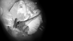 Amateur Hidden Cams Reveal Cock Riding Hoes